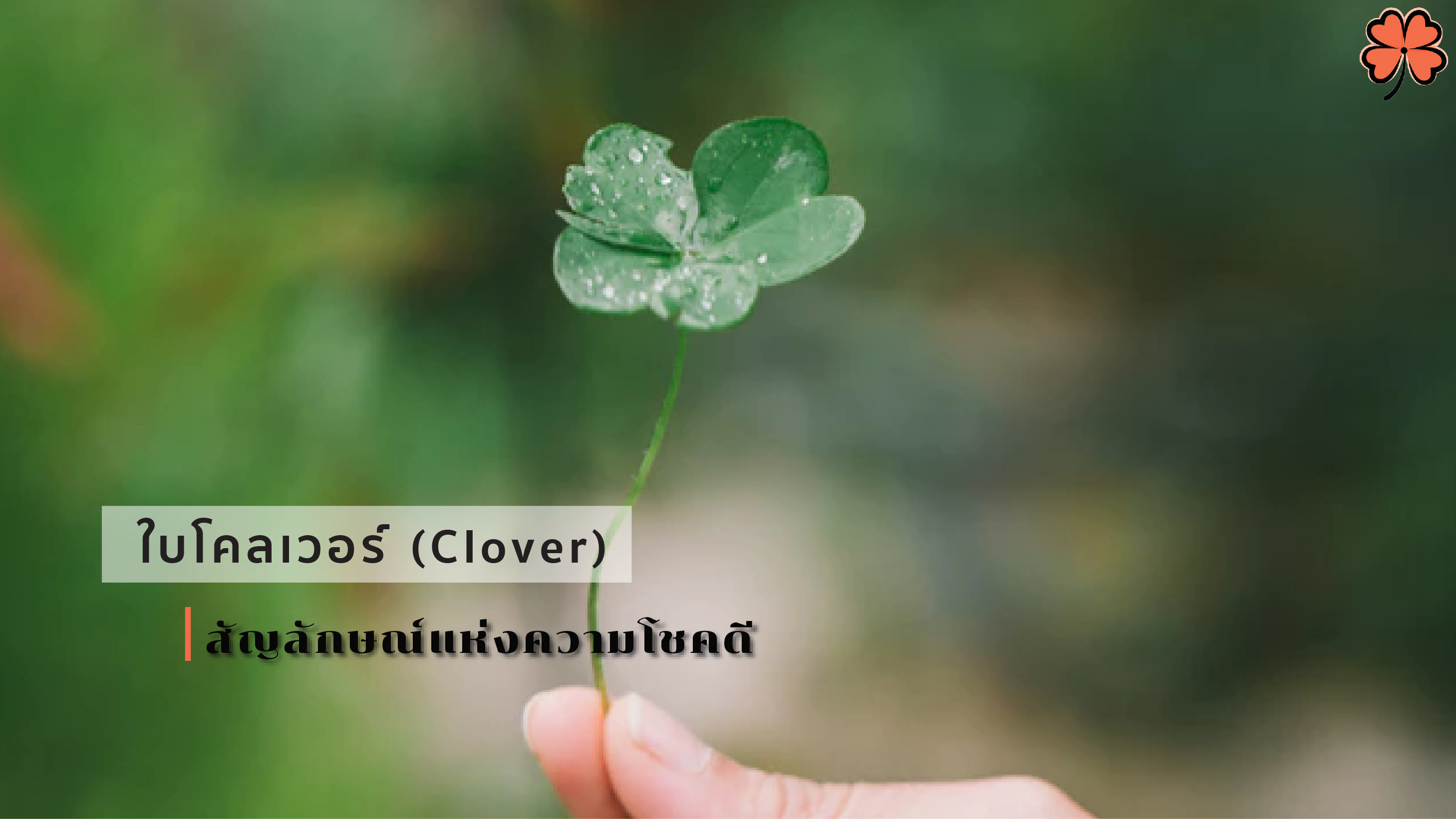 ใบโคลเวอร์ (Clover) สัญลักษณ์แห่งความโชคดี